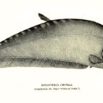 Ikan Belido (Chitala lopis) Ikan Belido (Chitala lopis)