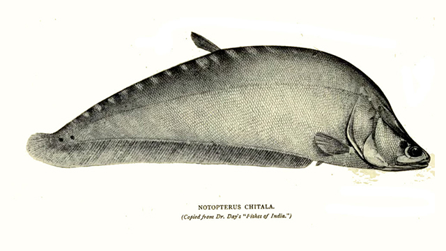 Ikan Belido (Chitala lopis)